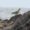 海辺に佇む緑のハト