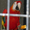 虹色インコ