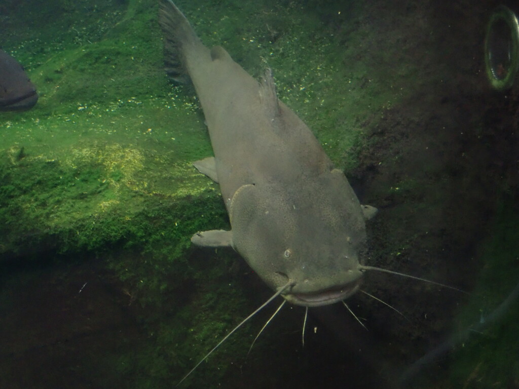 東京タワーから来ました