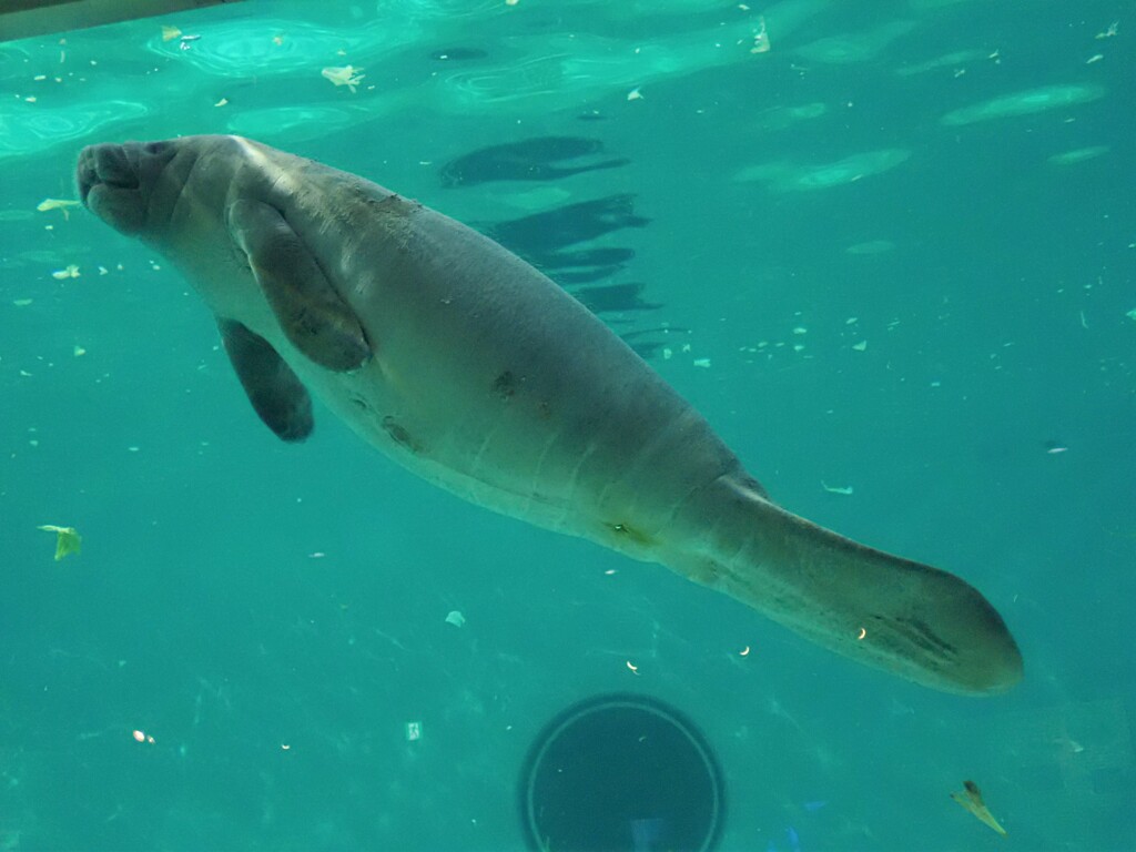 人魚の赤ちゃん