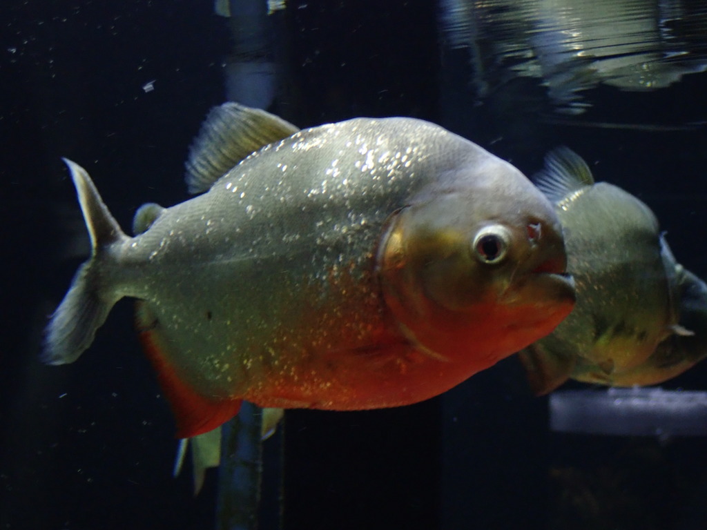 人食い魚と恐れられているけど・・・。