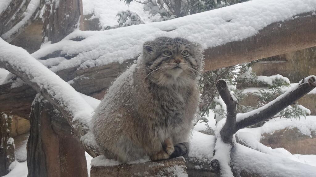 ネコはこたつで丸くならない
