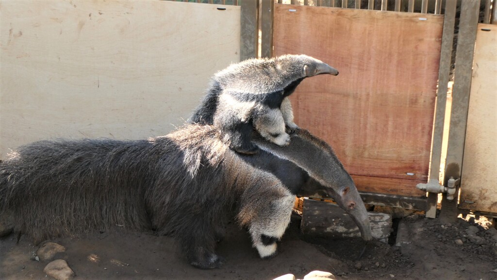 ライド　オン　マザー