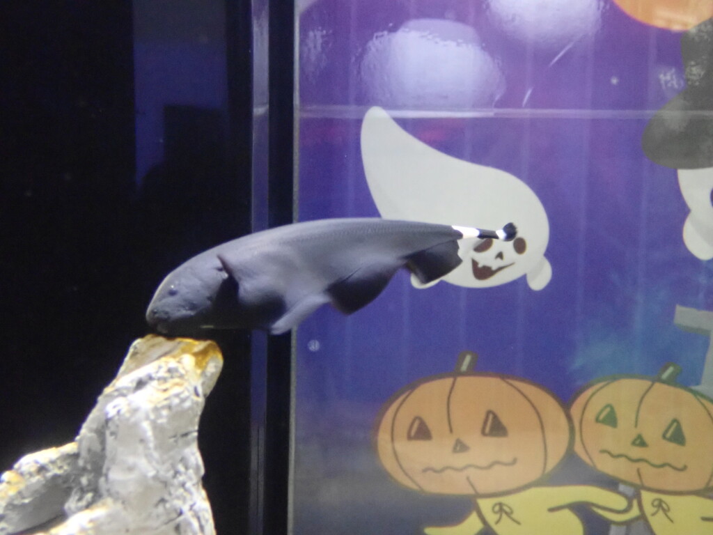 黒い幽霊