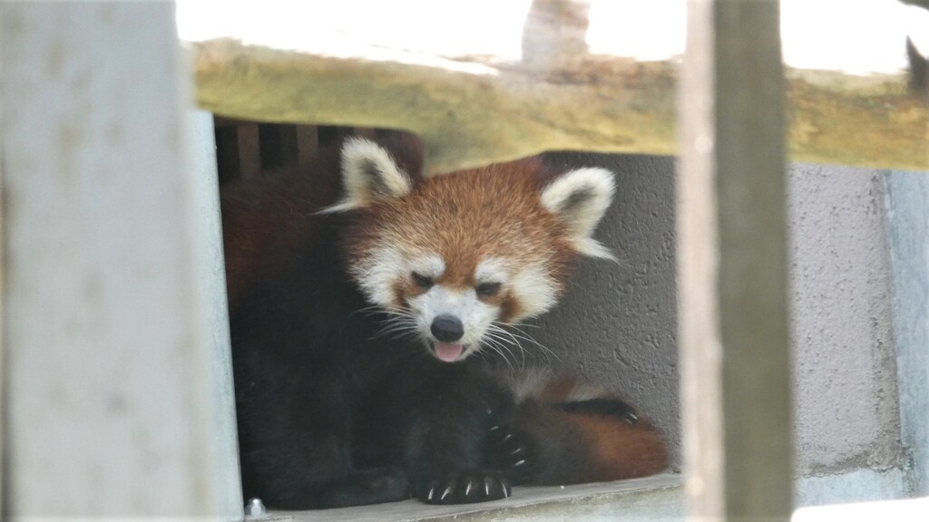 早く涼しくなってくれないかな