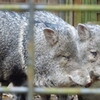 イノシシじゃないよ