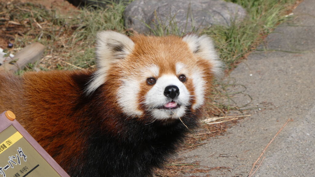 私が元祖パンダです