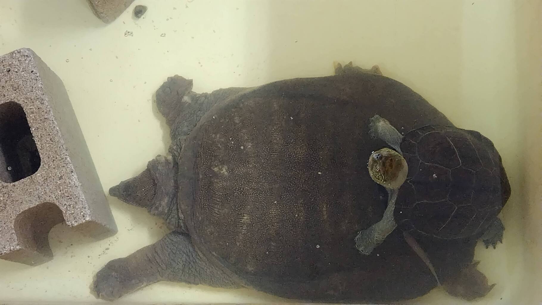 親子ではありません。