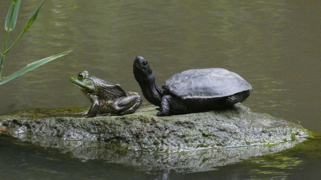 「カ」のつく生き物同士