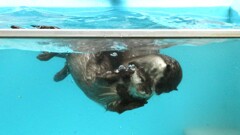 水中レスリング