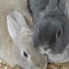 来年はよろしく