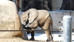 広島県生まれだゾウ！