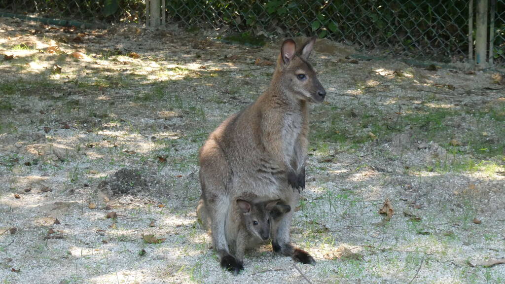 カンガルーといえばこの姿