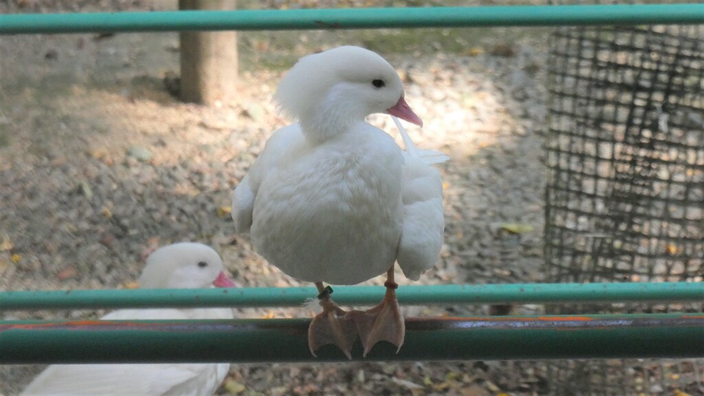 アヒルじゃないよ