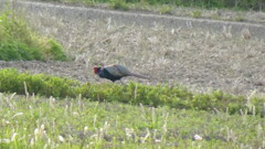 日本の国鳥、参上