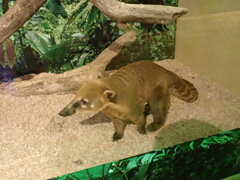 アナグマじゃないよ