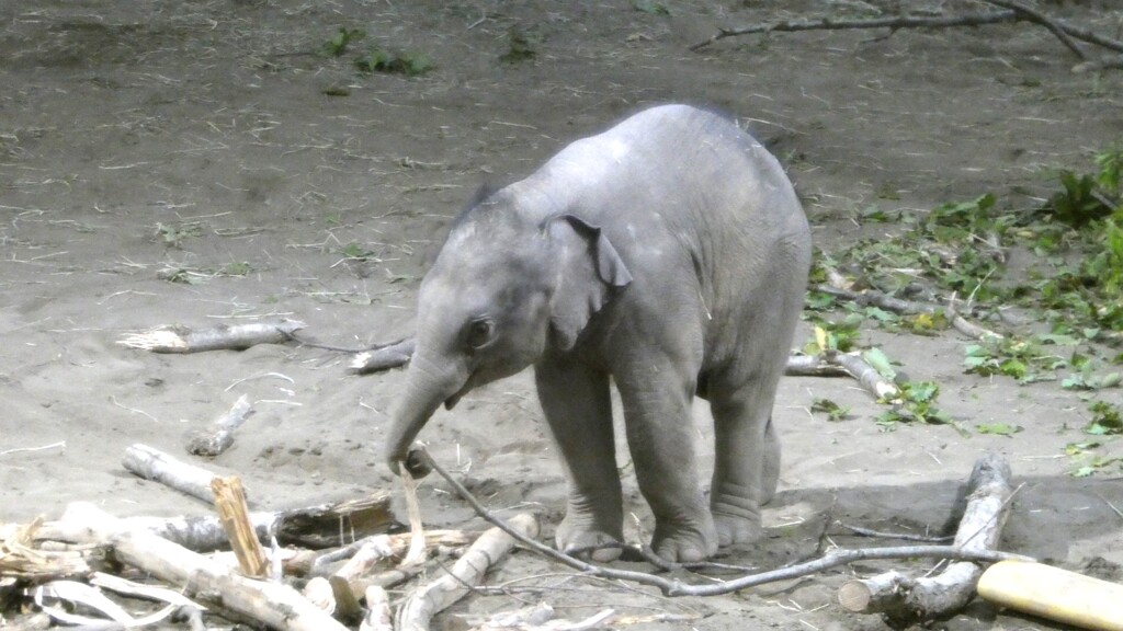 札幌生まれだゾウ！