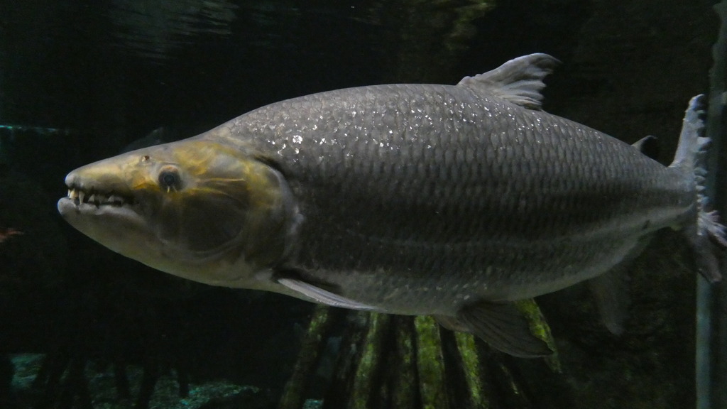 コンゴ川の怪魚