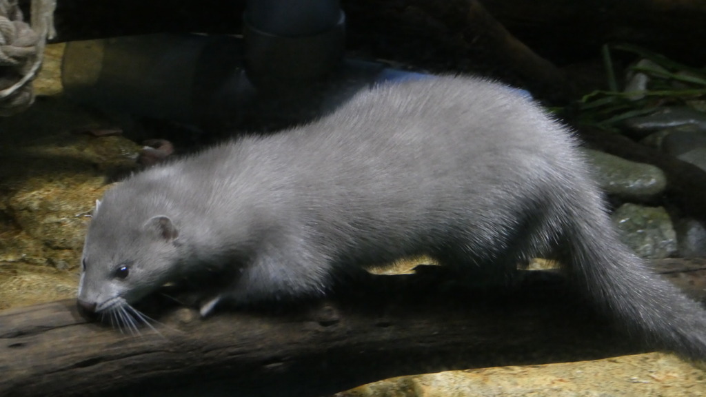 カワウソとは似て非なる