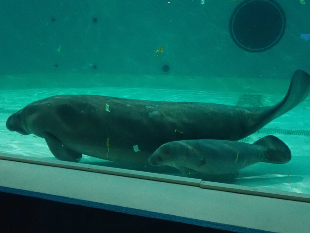 人魚の親子