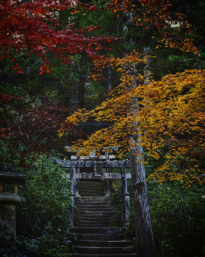 紅葉いこーよー