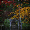 紅葉いこーよー