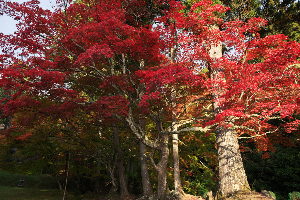 ようやく紅葉-1