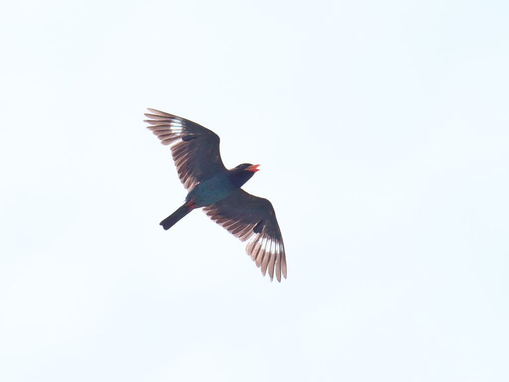 初ブッポウソウｰ２