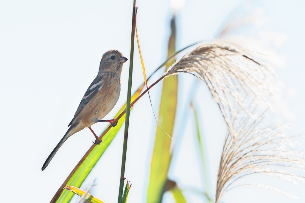 淀川のベニマシコ-3