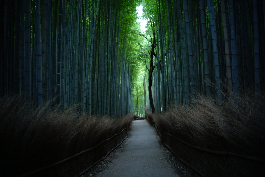 竹林の静寂