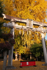三栖神社の大イチョウ