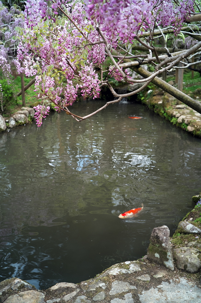藤咲く池