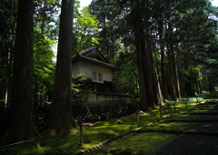 木陰の参道