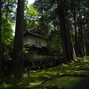 木陰の参道