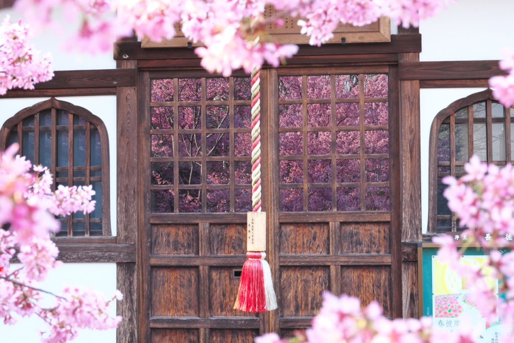 おかめ桜