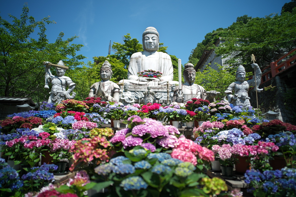 紫陽花を抱いて