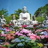 紫陽花を抱いて