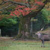 秋色の飛火野-1