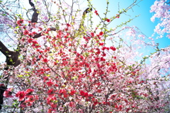 春色の庭園-3