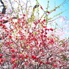 春色の庭園-3