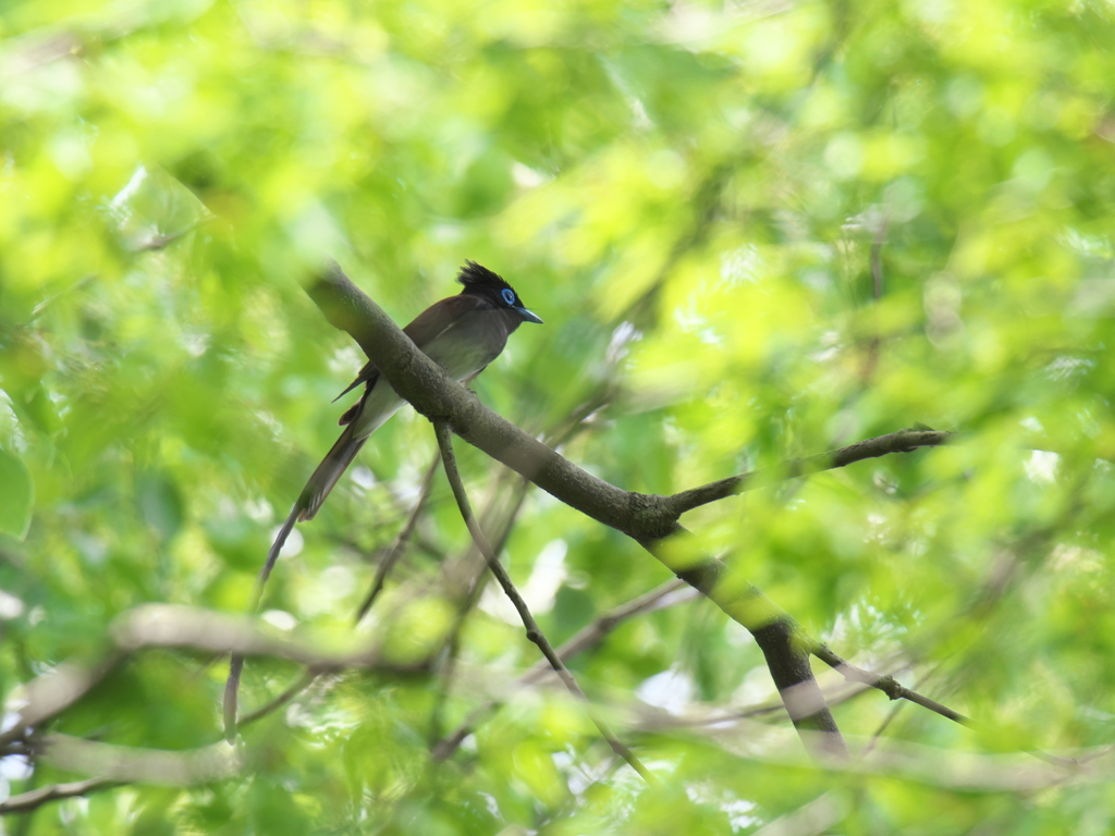 新緑にサンコウチョウ