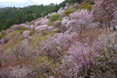 上千本はまだ見ごろー４