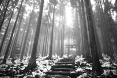 森の京都は幻想的(その2)