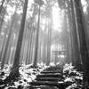 森の京都は幻想的(その2)