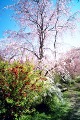 春色の庭園-1