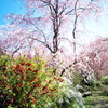 春色の庭園-1