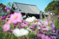 コスモス寺　般若寺-1