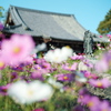 コスモス寺　般若寺-1