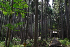 青葉と加茂神社