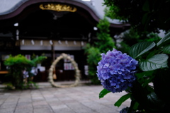 6月30日の紫陽花